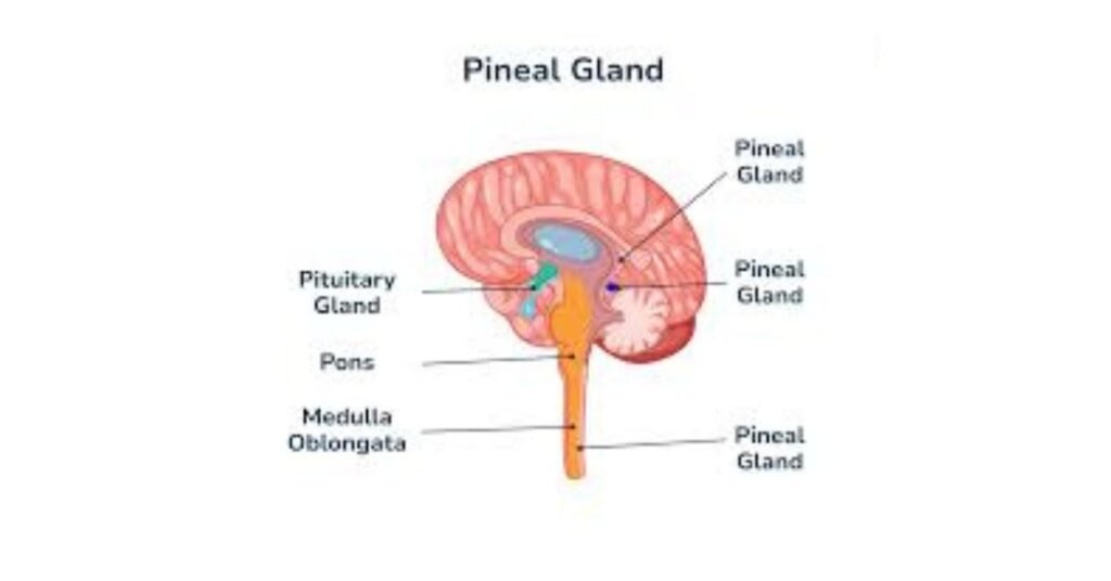 Pineal Gland